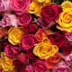 Ramo de rosas de colores 2
