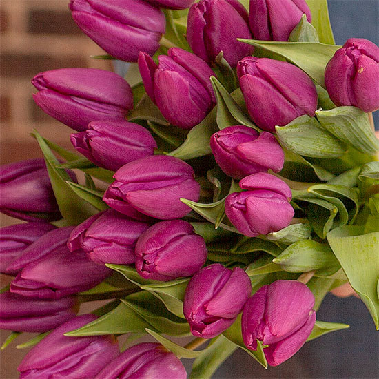 tulipanes-morados-flores-a-domicilio-550x550-34188-1.jpg