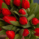 Tulipanes rojos 2