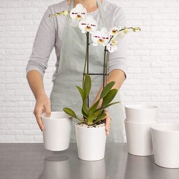 White Phalaenopsis Orchid