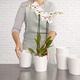 orquidea blanca