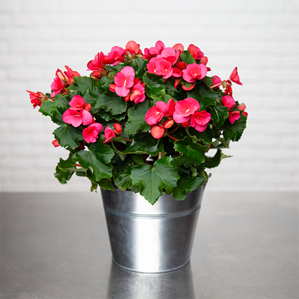 Dark Pink Begonia