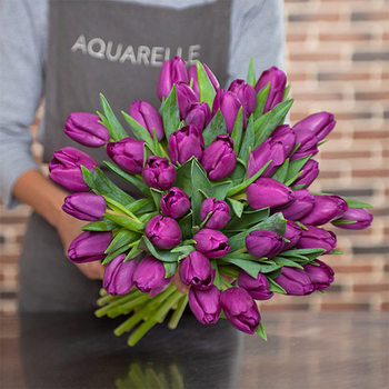 Purple Tulips