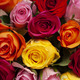 Bouquet de 20 roses colorées