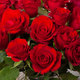 20 'Red Calypso' rozen