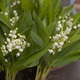 90 stems of Lily-of-the-valley
