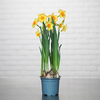 Narcissus bulb in pot