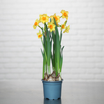 Narcissus bulb in pot