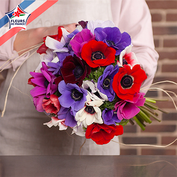 Les Anémones du var