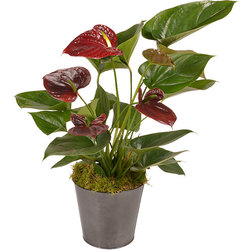 Anthurium Flamingo Brown