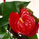 Anthurium rode Flamingo 2