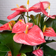 Roze Anthurium