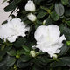 Witte pyramide Azalea