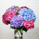 Boeket met Hortensia's