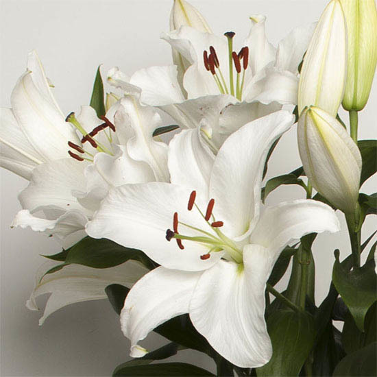 Lys blancs parfumés 2