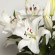 Perfumed white lilies 