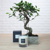 Bonsai and 70g scented candle