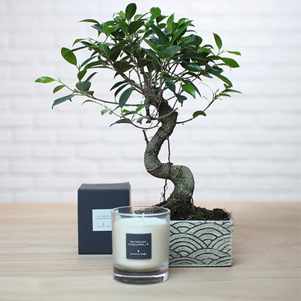 Bonsai en Geurende kaars