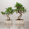 Bonsai - Zen Chic