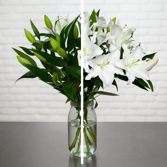 Perfumed white lilies 2