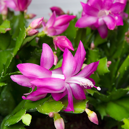 Vintage Orchid Cacti 2