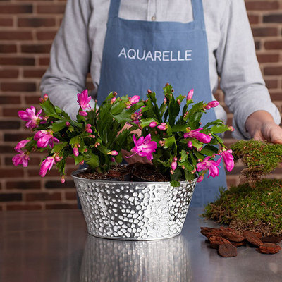 Cactus Orchidée Vintage