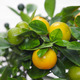 Oranger Calamondin