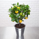 Calamondin Orange Tree