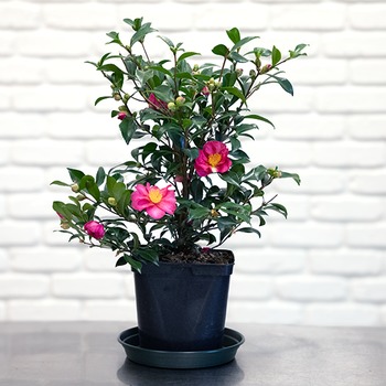 Pink camelia