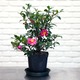 Camellia Roos