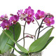 Jardinière d'orchidées Kolibri