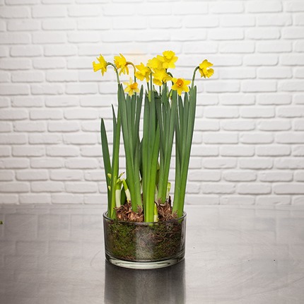 Composition de jonquilles en cache-pot - Cadeau Fête des Grands-Mères