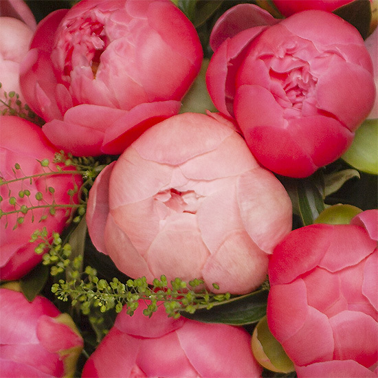 Coral Charm Peonies 2