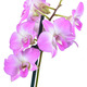 Pink Sa Nook Dendrobium
