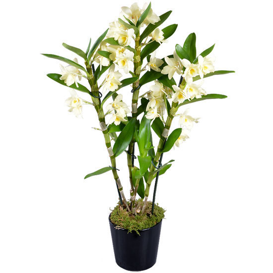Vanilla Dendrobium Orchid