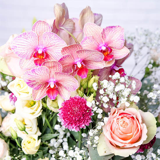 Orchid's dream 2