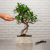 Exceptionele bonsai