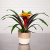 Guzmania exotique