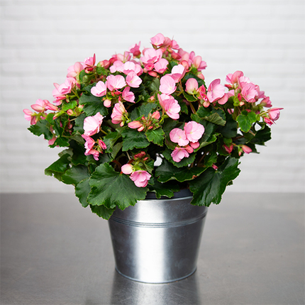 Pink Begonia