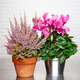 Bruyère d'hiver et Cyclamen rose