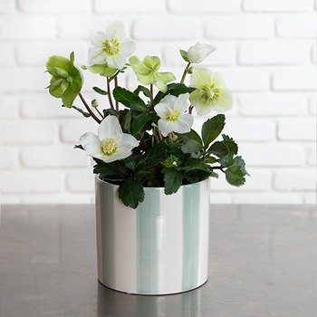 Helleborus Nigra winterharde buitenplant