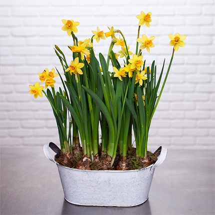 Daffodil planter