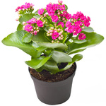 Een fleurige mooie ‘Kalanchoë‘ plant (waarde 7 €) geschonken!