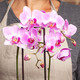 Livraison fleurs - Orchidée phalaenopsis Papillon