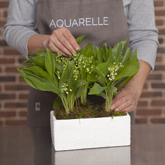 Lily-of-the-valley Planter