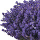 Bouquet of fresh lavender