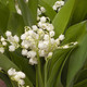 Lily-of-the-valley in a pink vase