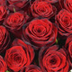 Large headed Monte Carlo Red Roses