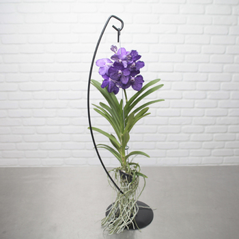 Deep violet Vanda orchid