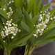 Woodland Lily-of-the-Valley in a Zinc Vase